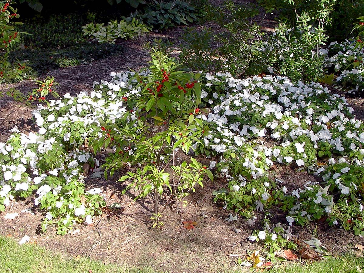 Impatiens in the front
