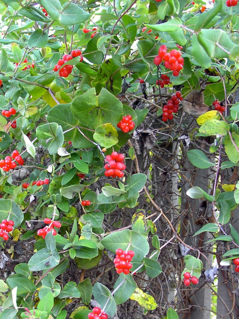 Coral honeysuckle berries
