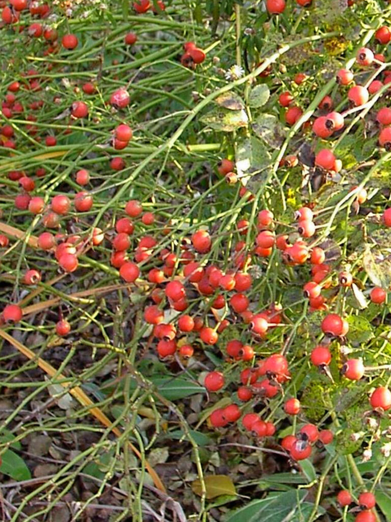 Virginia rose hips