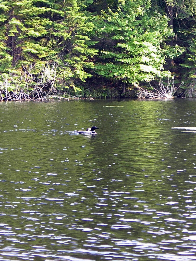 Loons in the Adirondacks