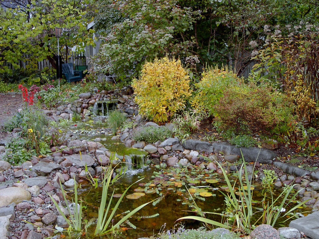 Fall pond in the second year