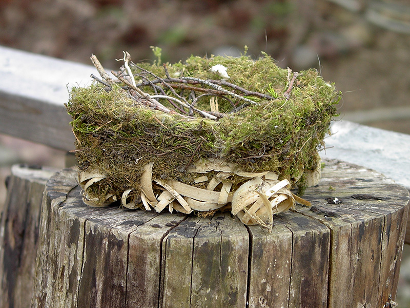 Chickadee nest filled with wren sticks