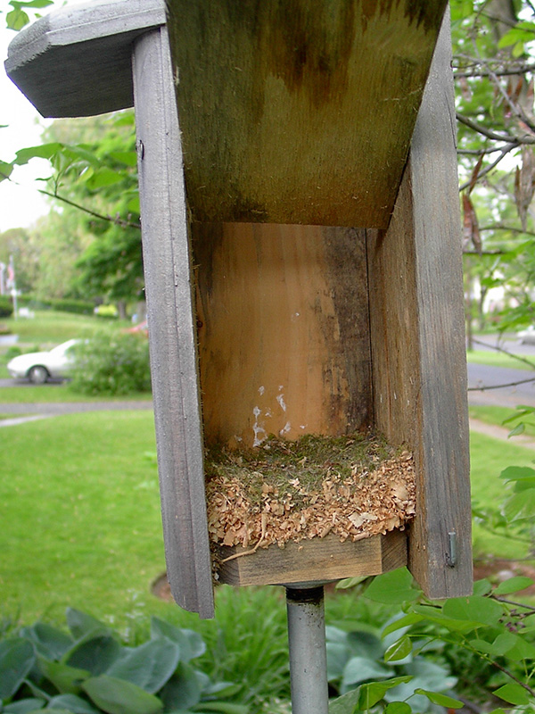 Chickadee nestbox shavings