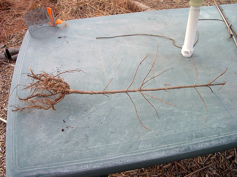 Blackhaw viburnum - bare root