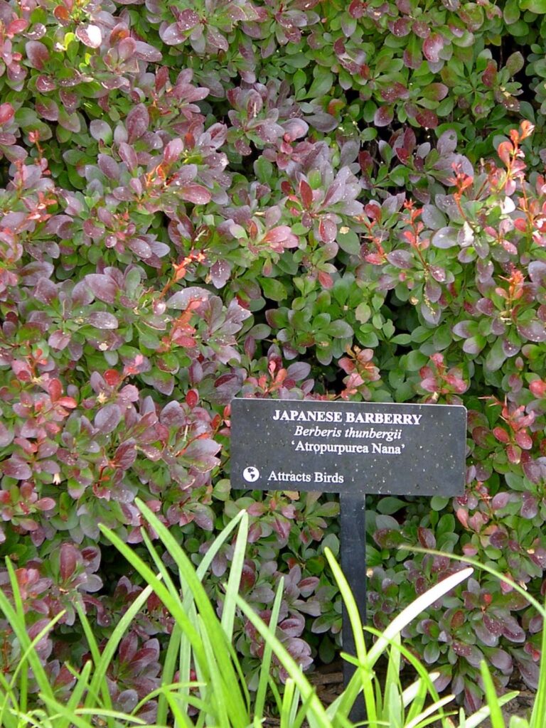 Barberry sign