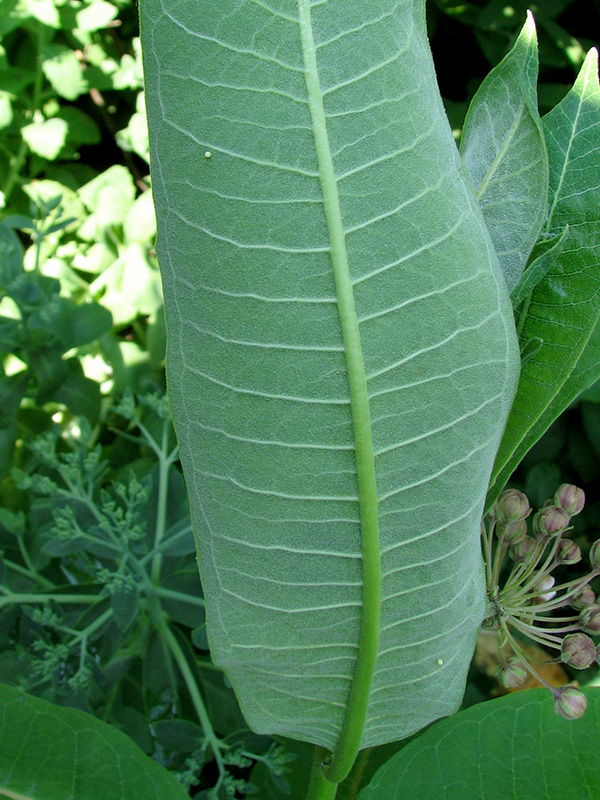 Monarch eggs on back of common milkweed leaf