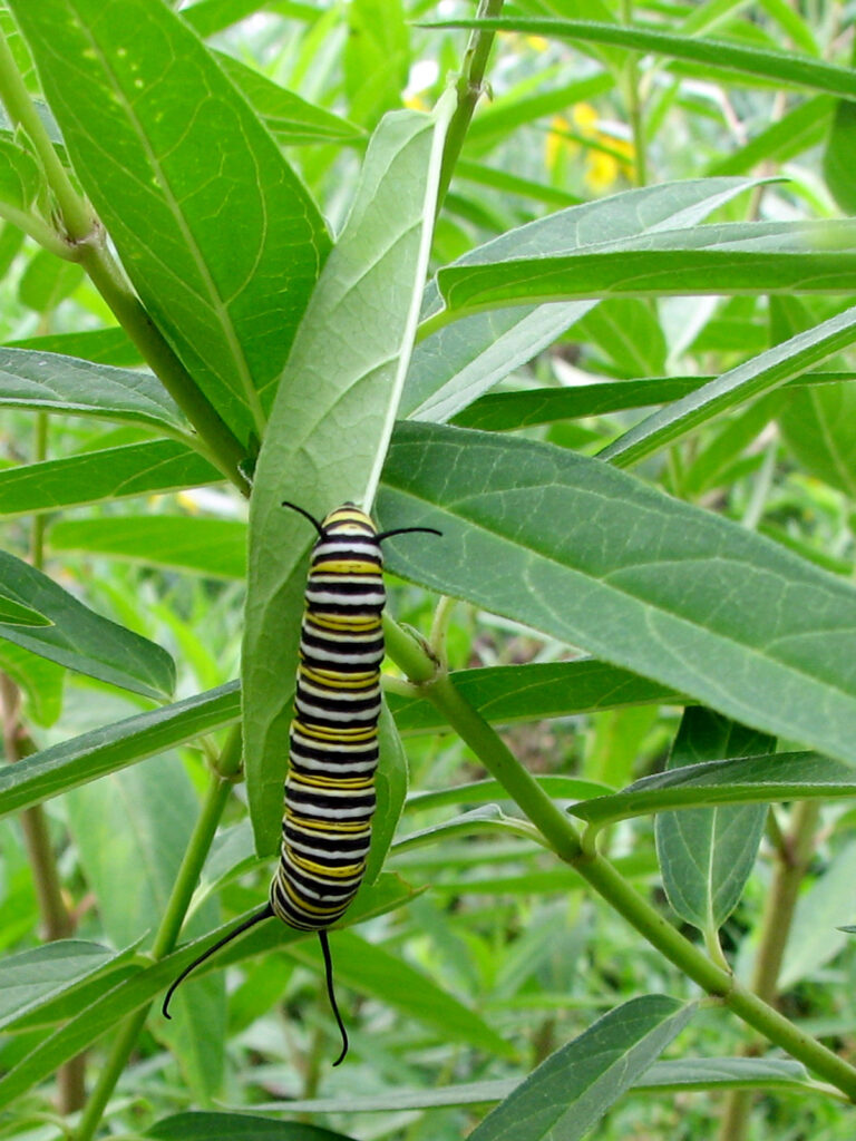Caterpillar emerge - Die Auswahl unter der Vielzahl an verglichenenCaterpillar emerge!