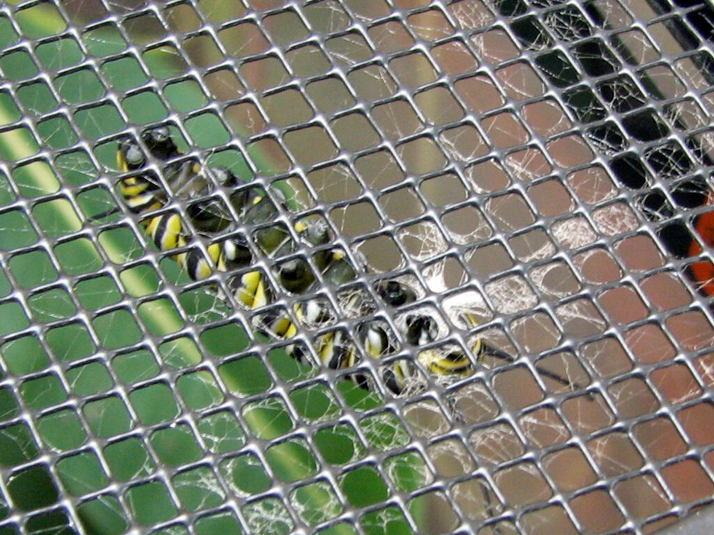 Monarch caterpillar starting silk pad