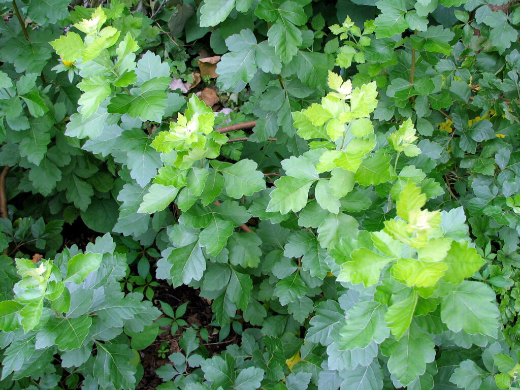 Fragrant sumac