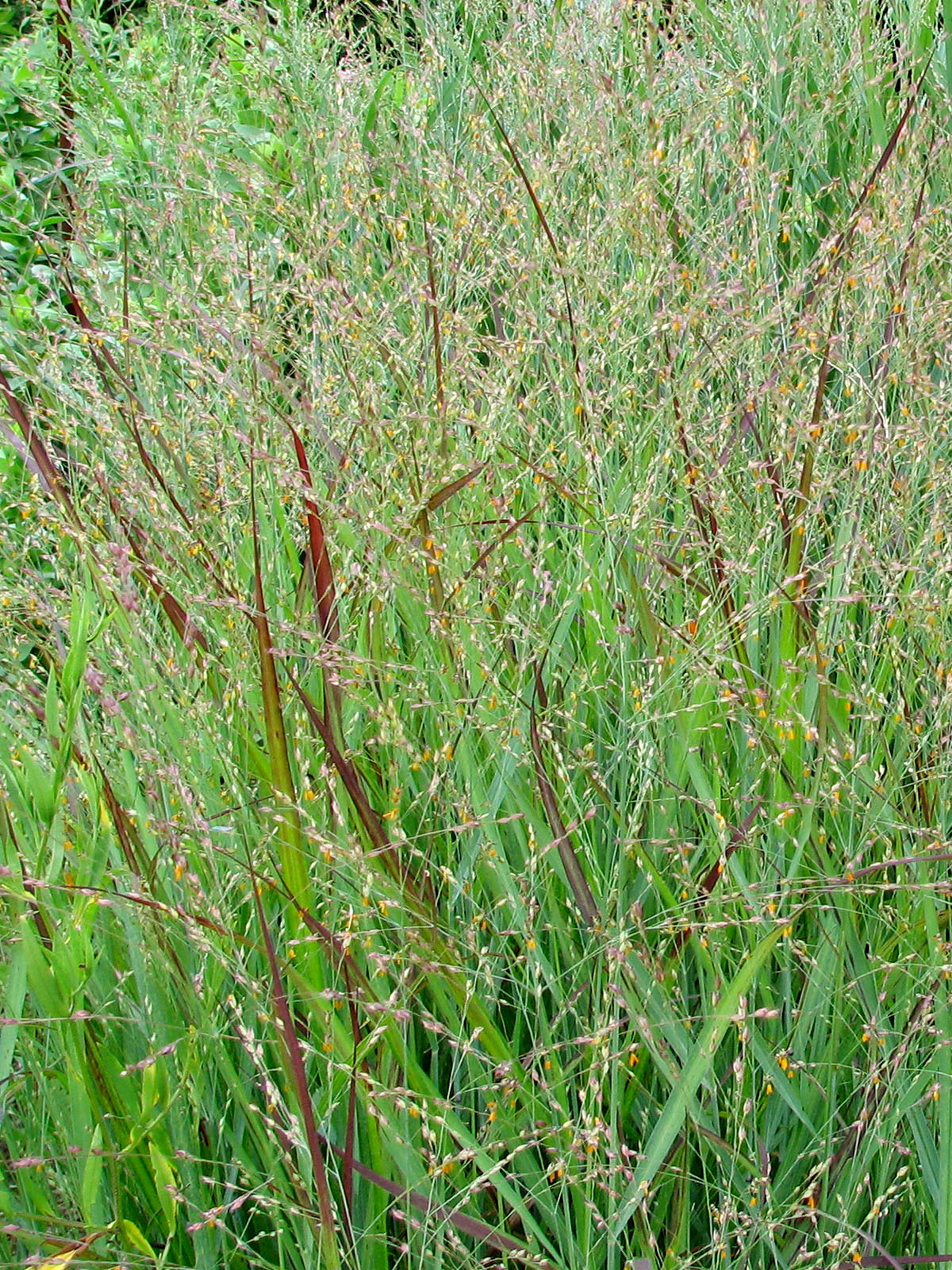 Switchgrass cultivar Shenandoah