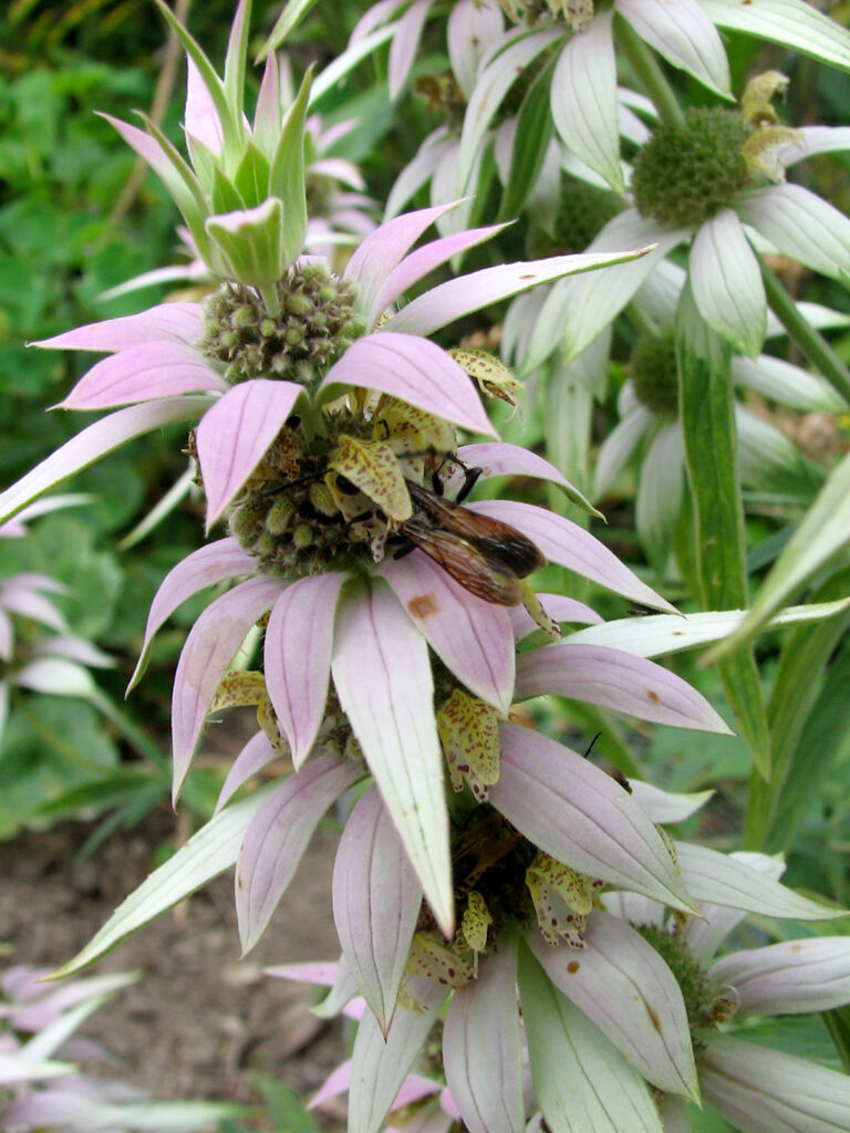 Dotted horsemint