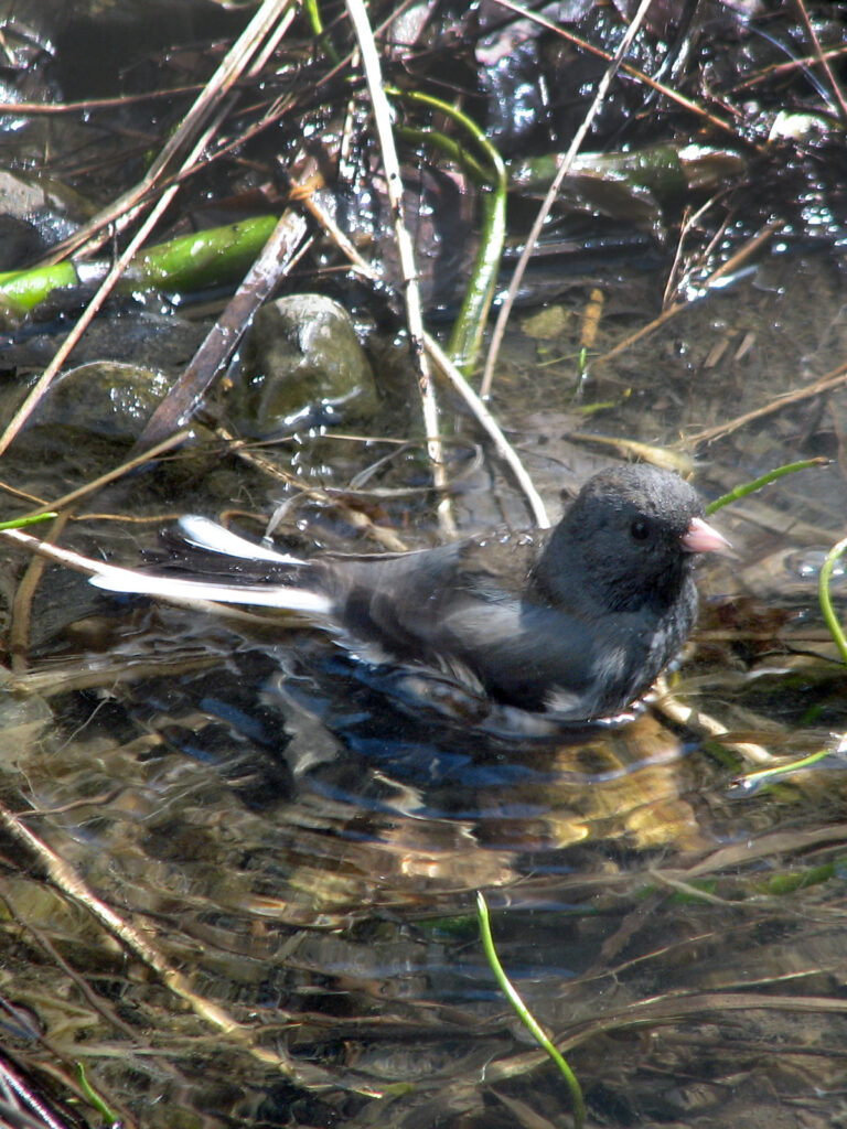 Junco bathing in wildlife pond