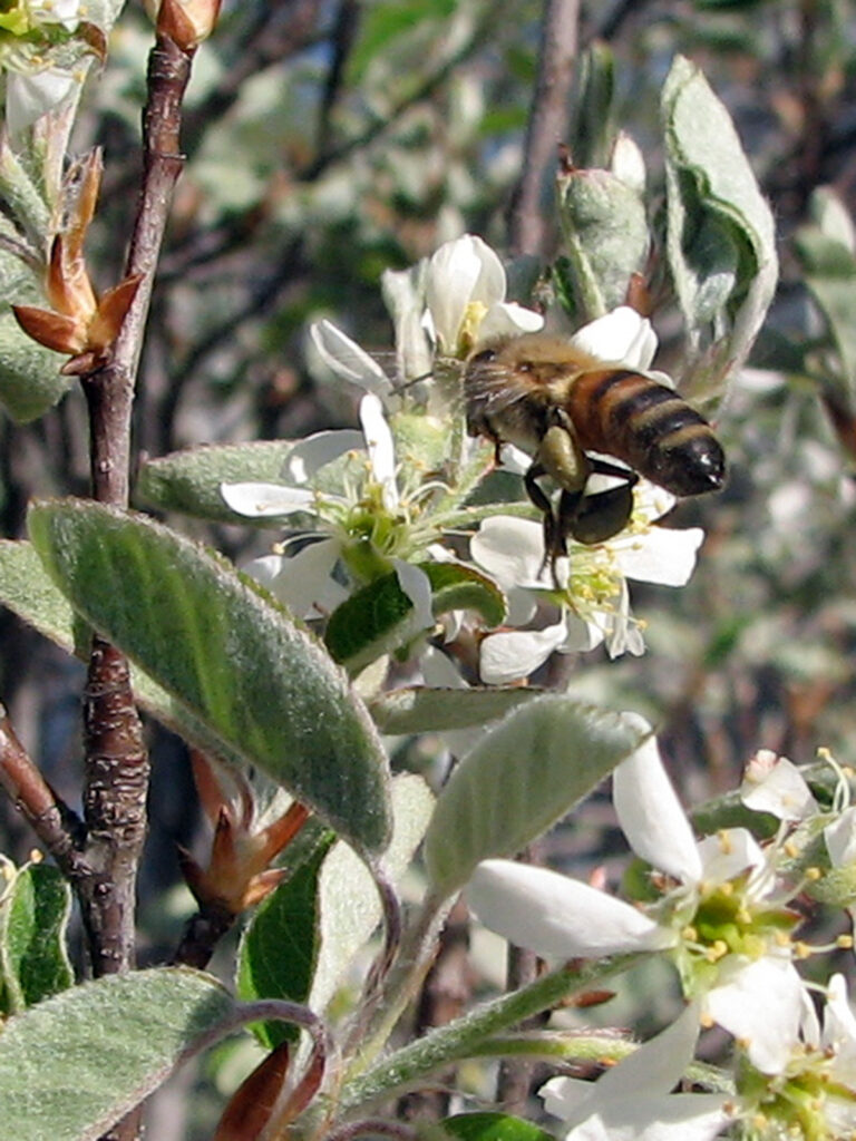 Honey bee nectaring on serviceberry