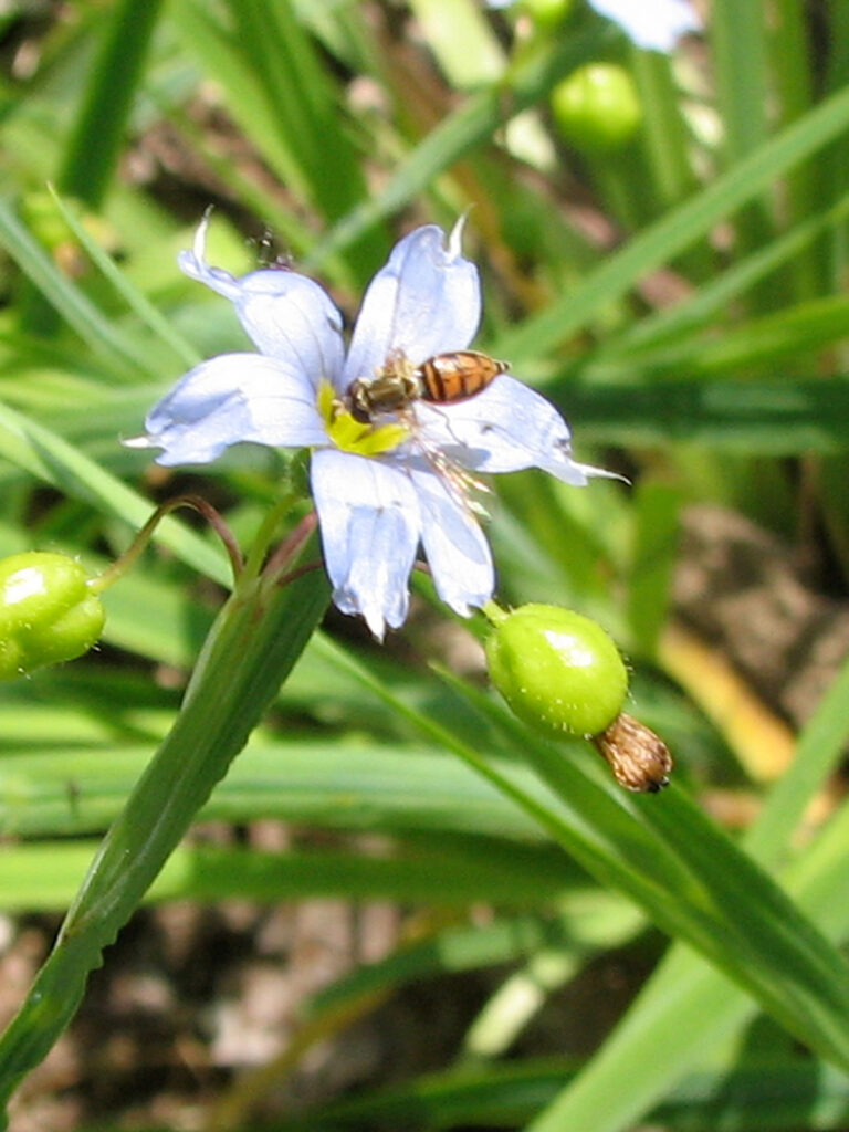 Calligrapher bee on blue-eyed grass