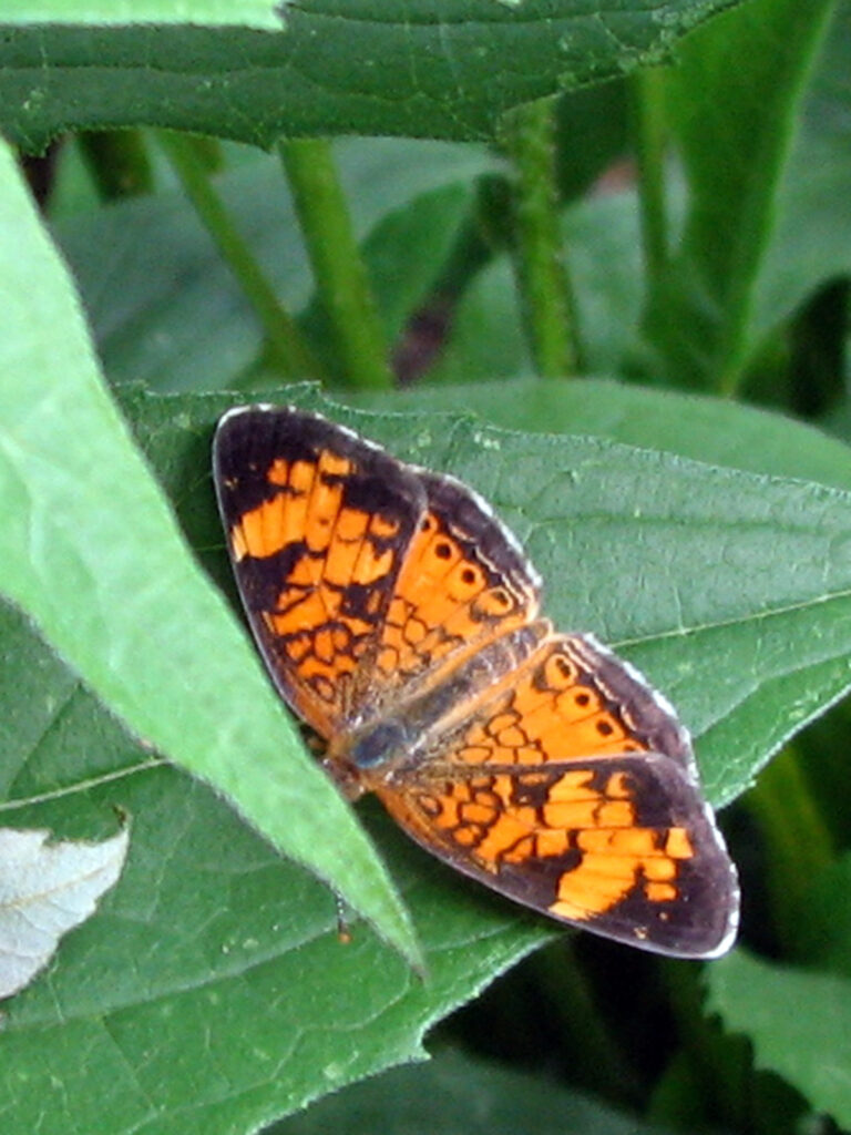 Northern crescent butterfly