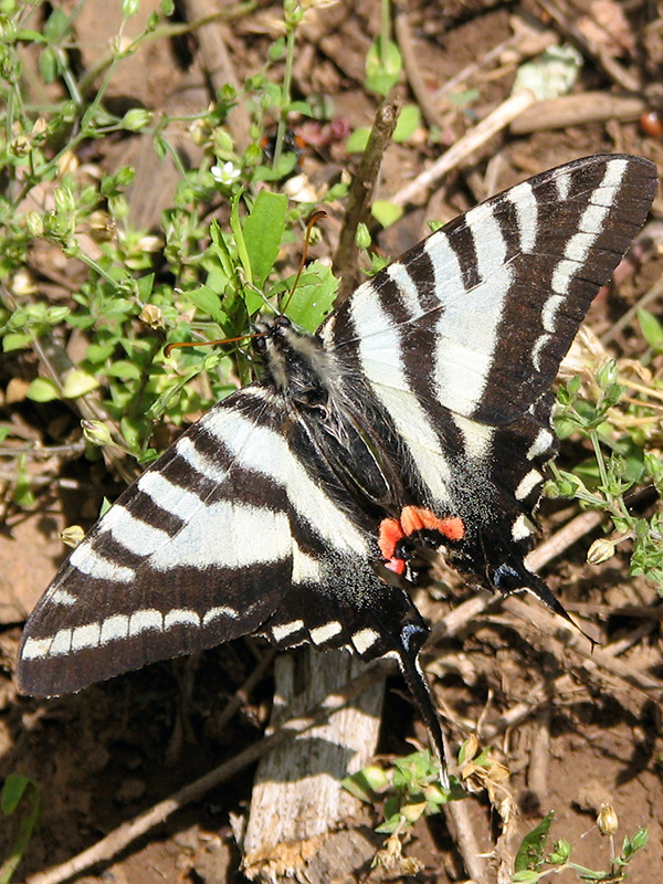 Zebra swallowtail in Shenandoah National Park ©Janet Allen