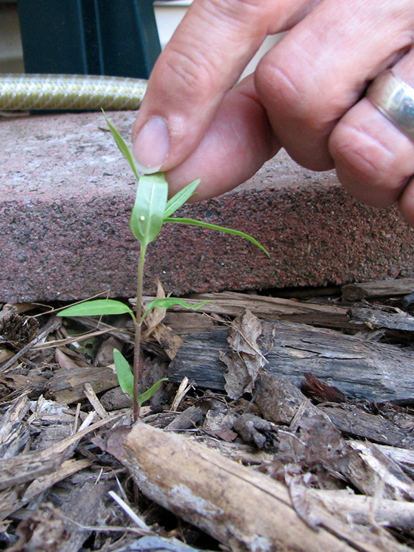 Monarch egg on small milkweed