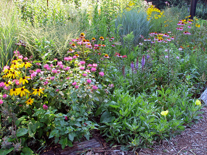 Meadow in summer ©Janet Allen