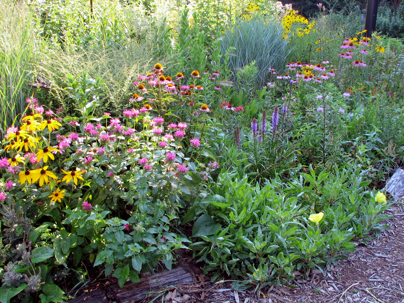 Meadow – Our Habitat Garden