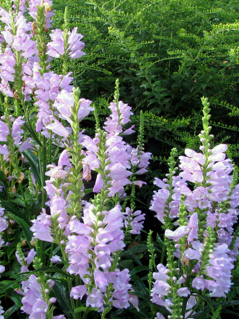 Obedient plant