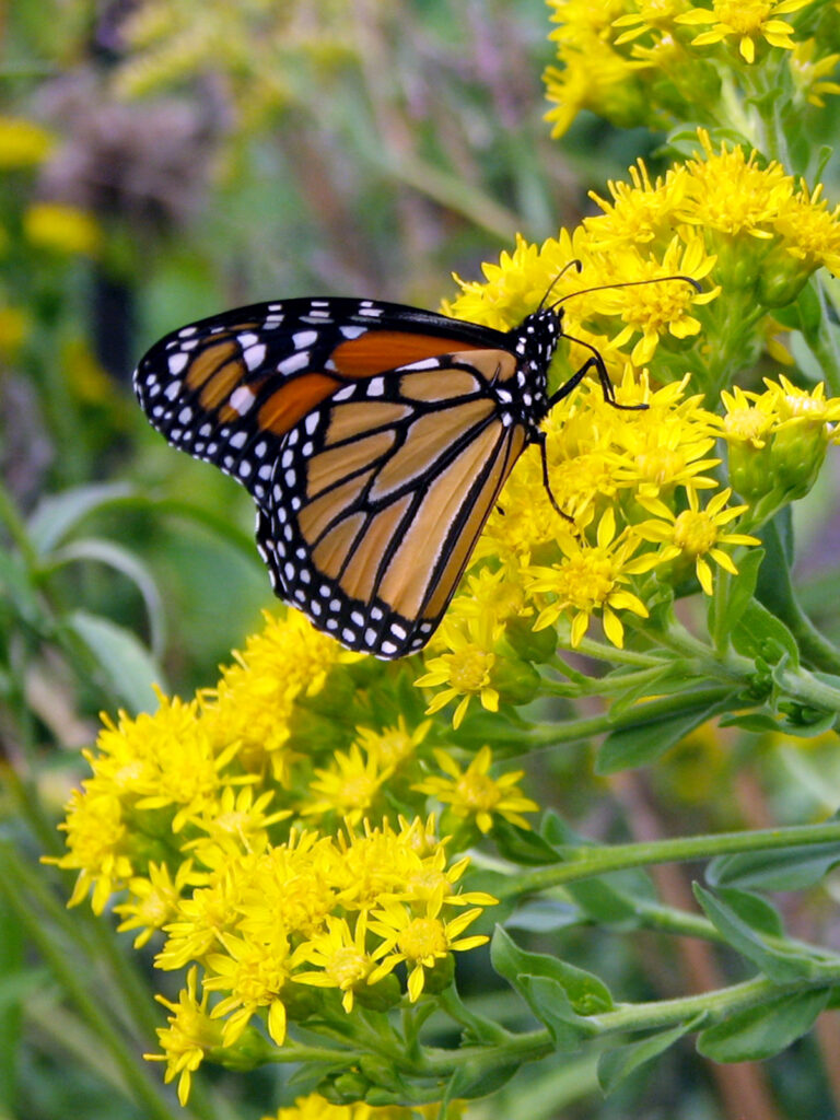 Monarch on stiff goldenrod