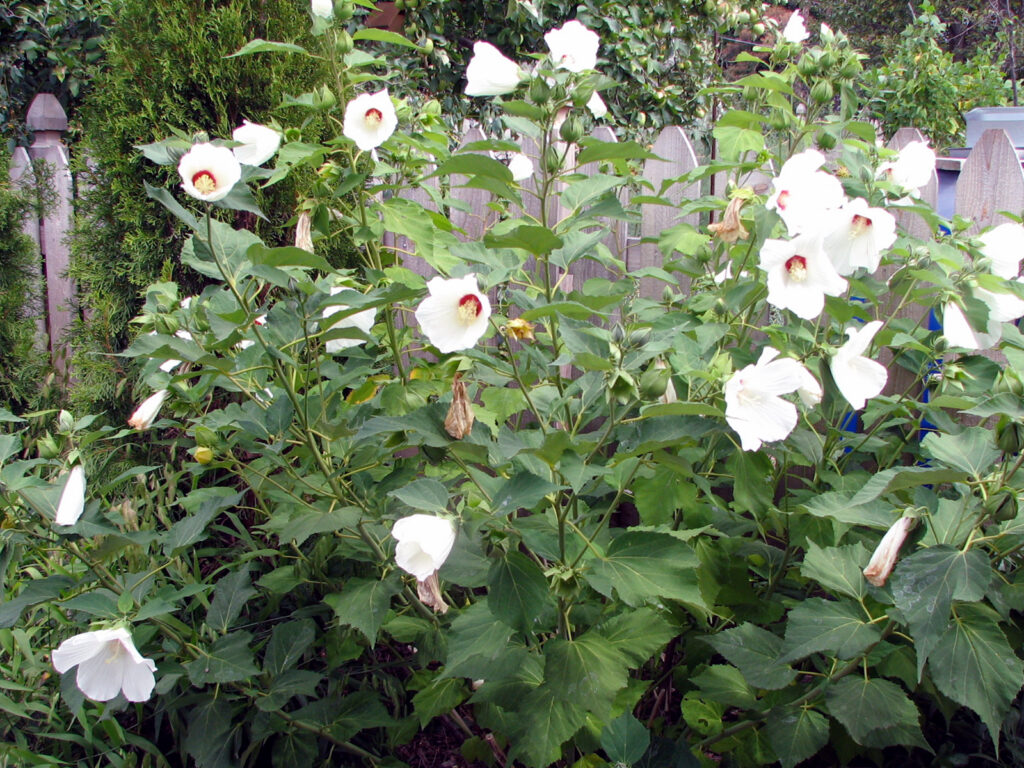 Hibiscus moscheutos plant