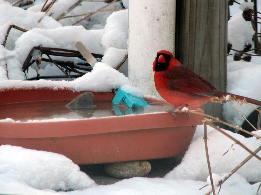 Cardinal at our heated birdbath