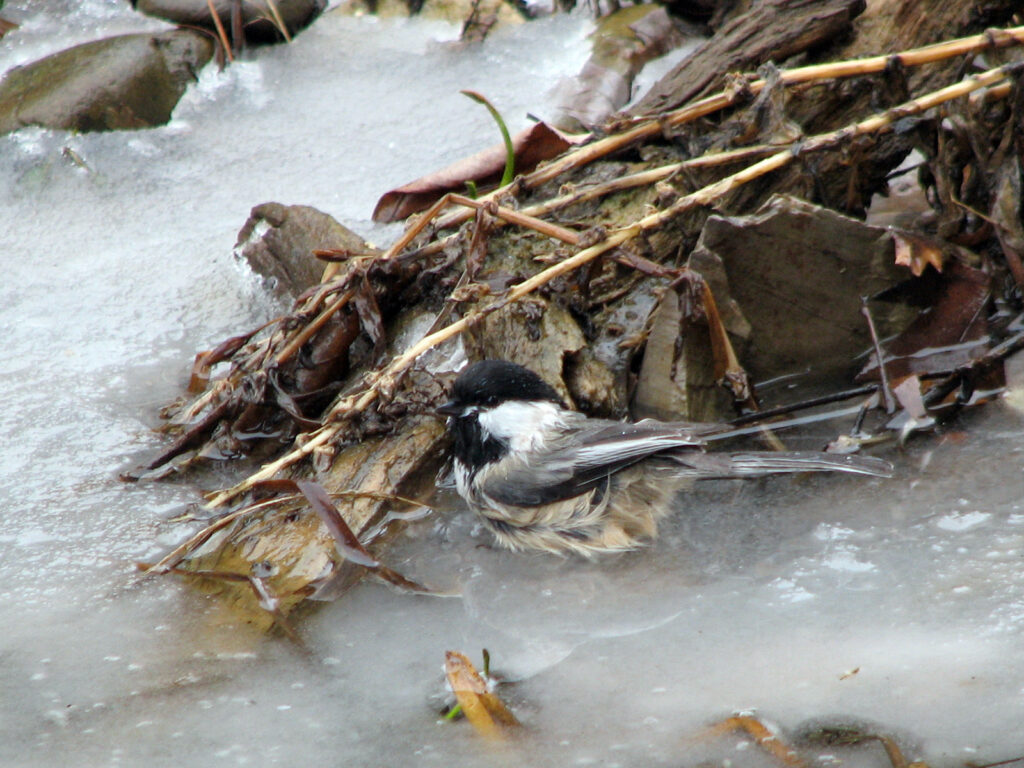 Chickadee taking a bath in melted ice