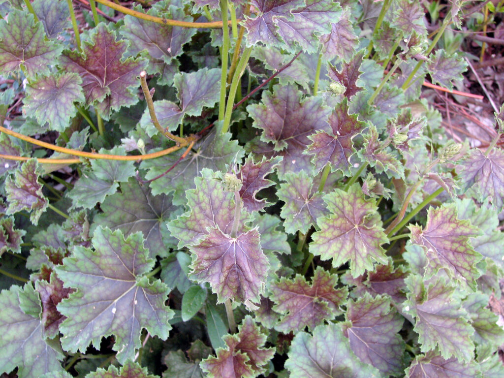 Heuchera