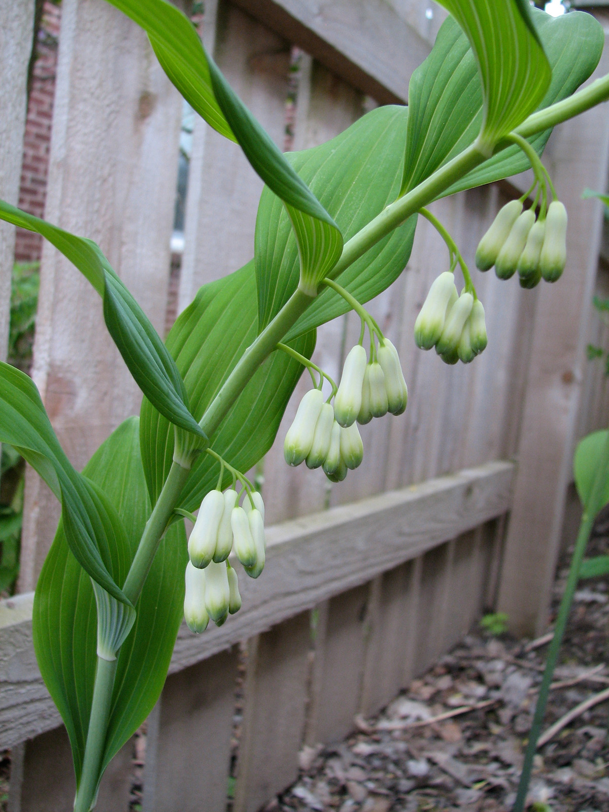 Great Solomon's seal