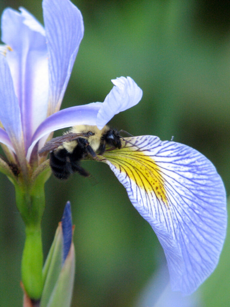 Bee nectaring on iris