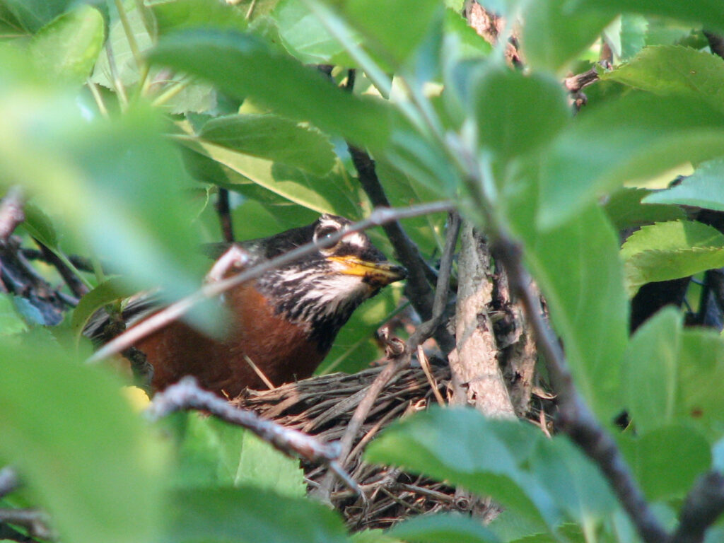 Robin nest in our apple tree