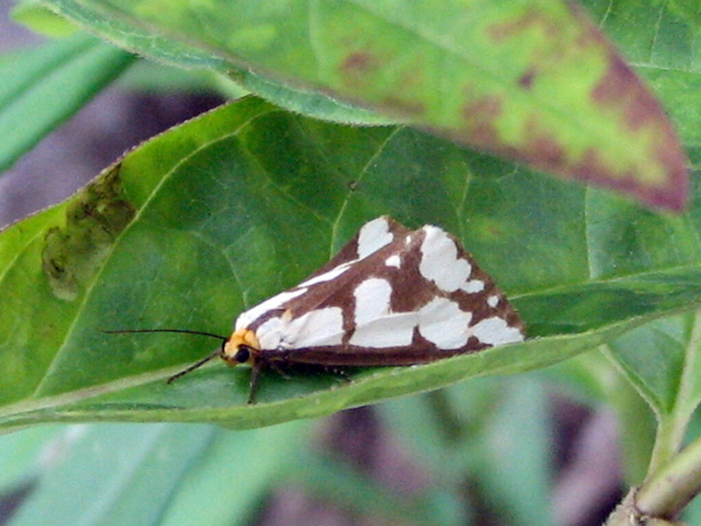 Confused haploa moth