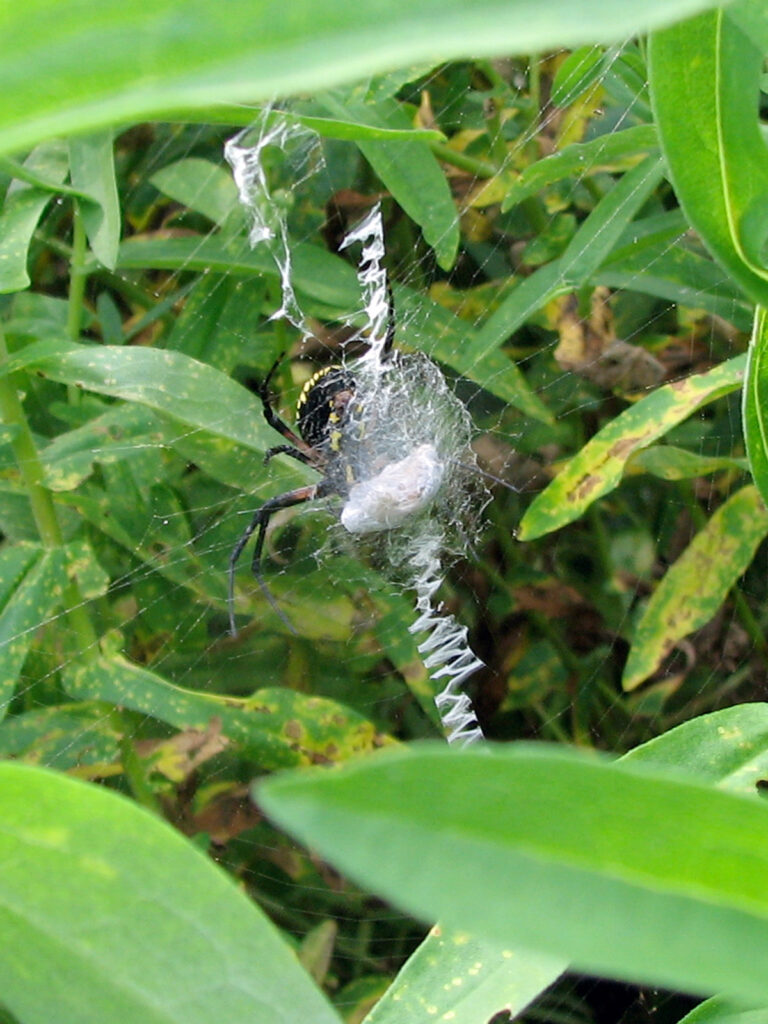 Argiope writing spider with prey