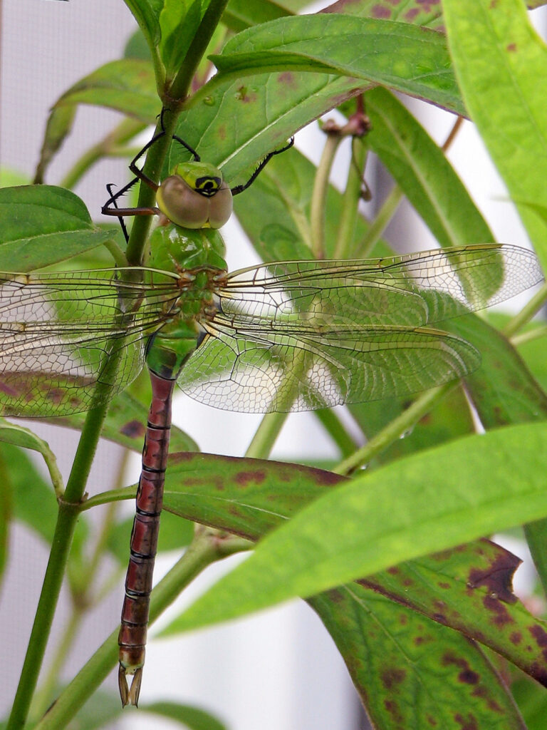 Common green darner