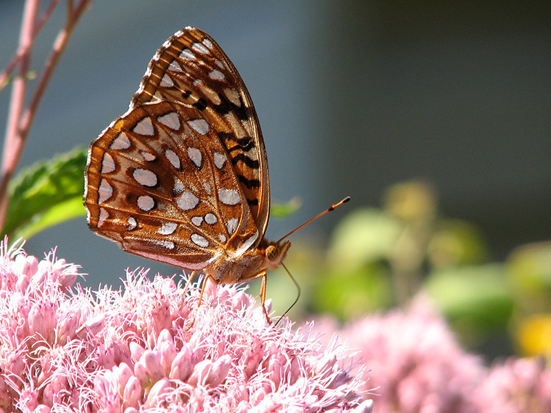 Great spangled fritillary