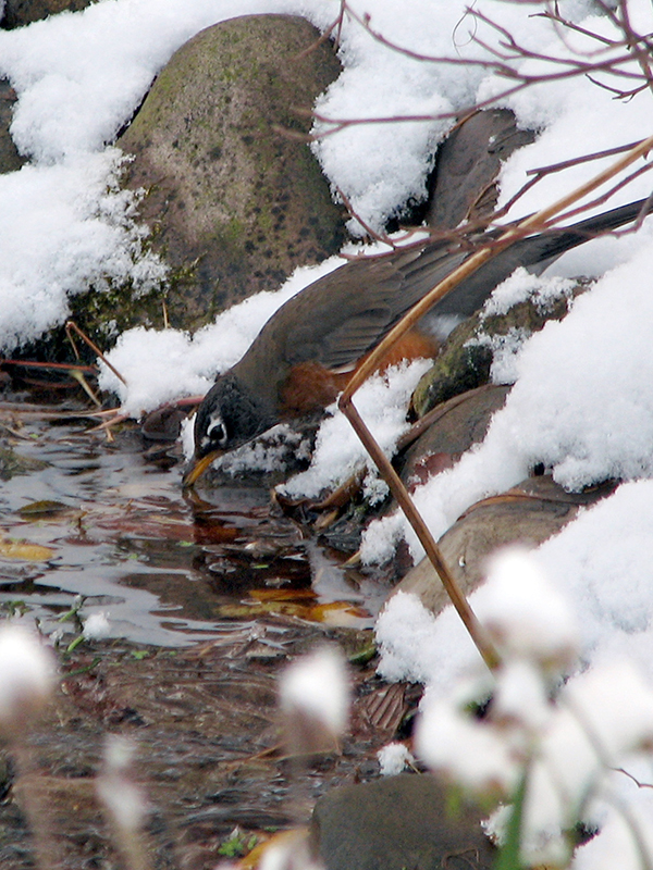 Robin drinking water from stream