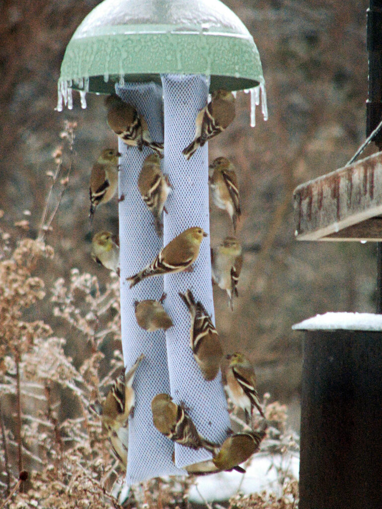 Goldfinches at a thistle feeder