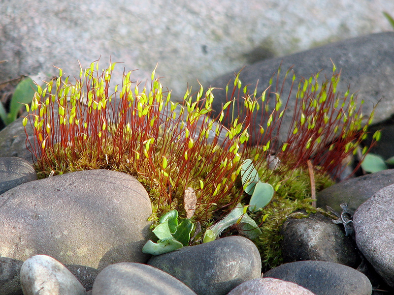 One stage of moss growth ©Janet Allen