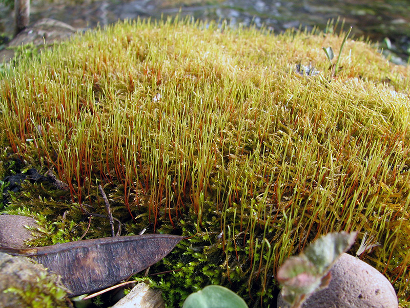One stage of moss growth ©Janet Allen