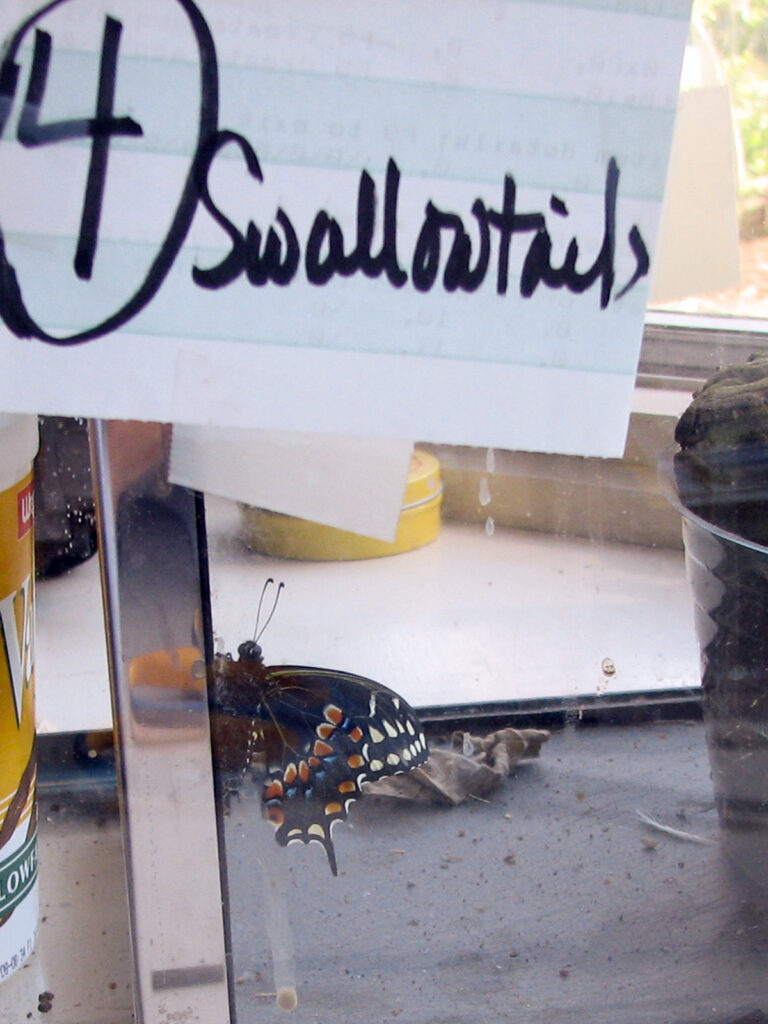 Black swallowtail chrysalises overwintering