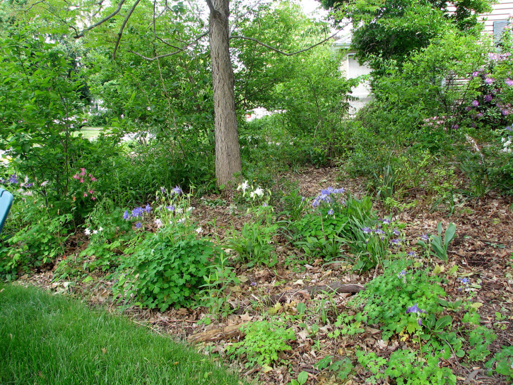 Front woodland with columbines