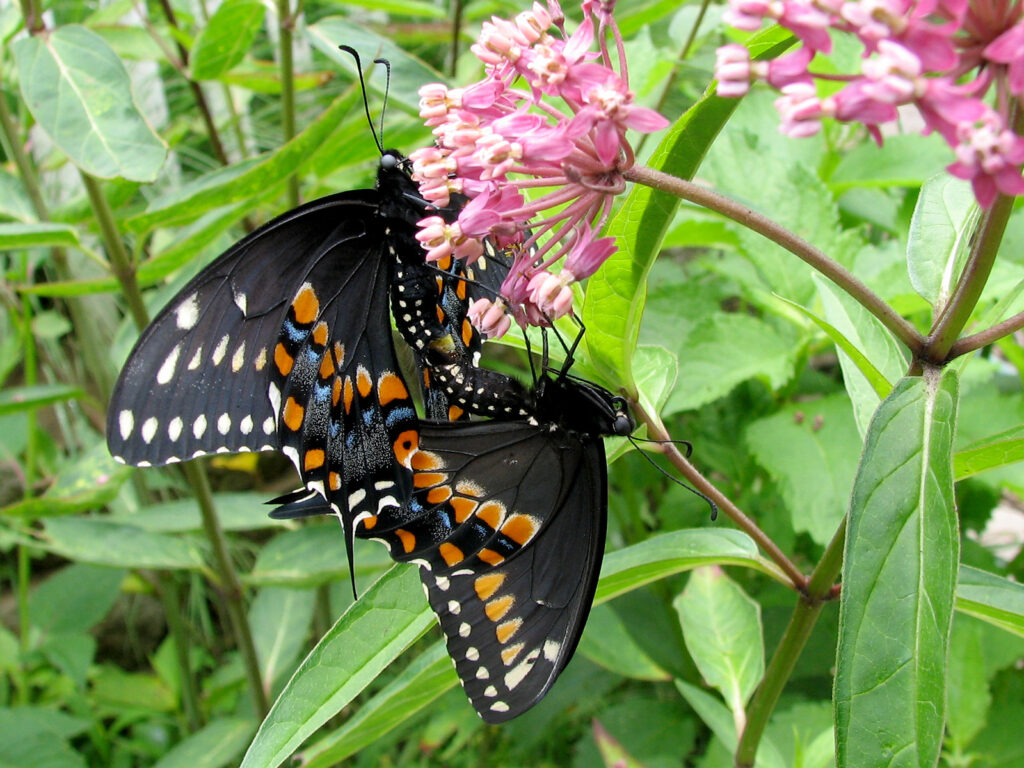 Black swallowtails mating
