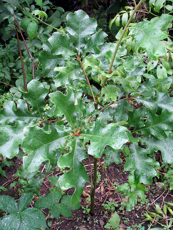 Our young oak tree in 2009 ©Janet Allen