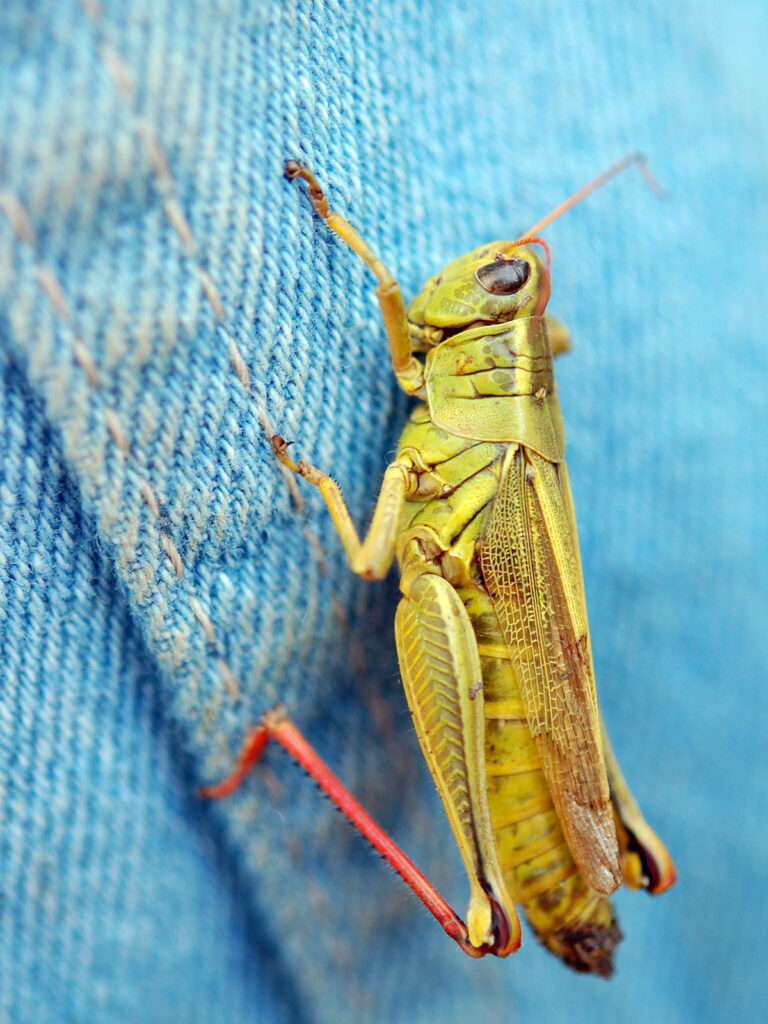 Grasshopper on John's jeans