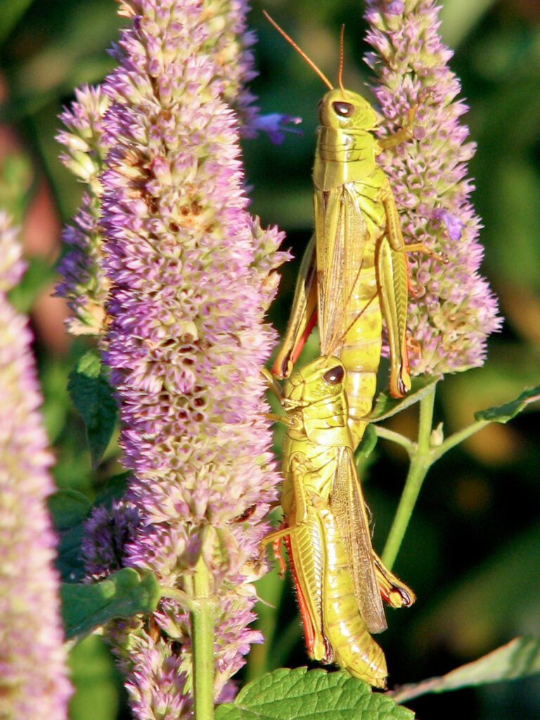 Grasshoppers on hyssop
