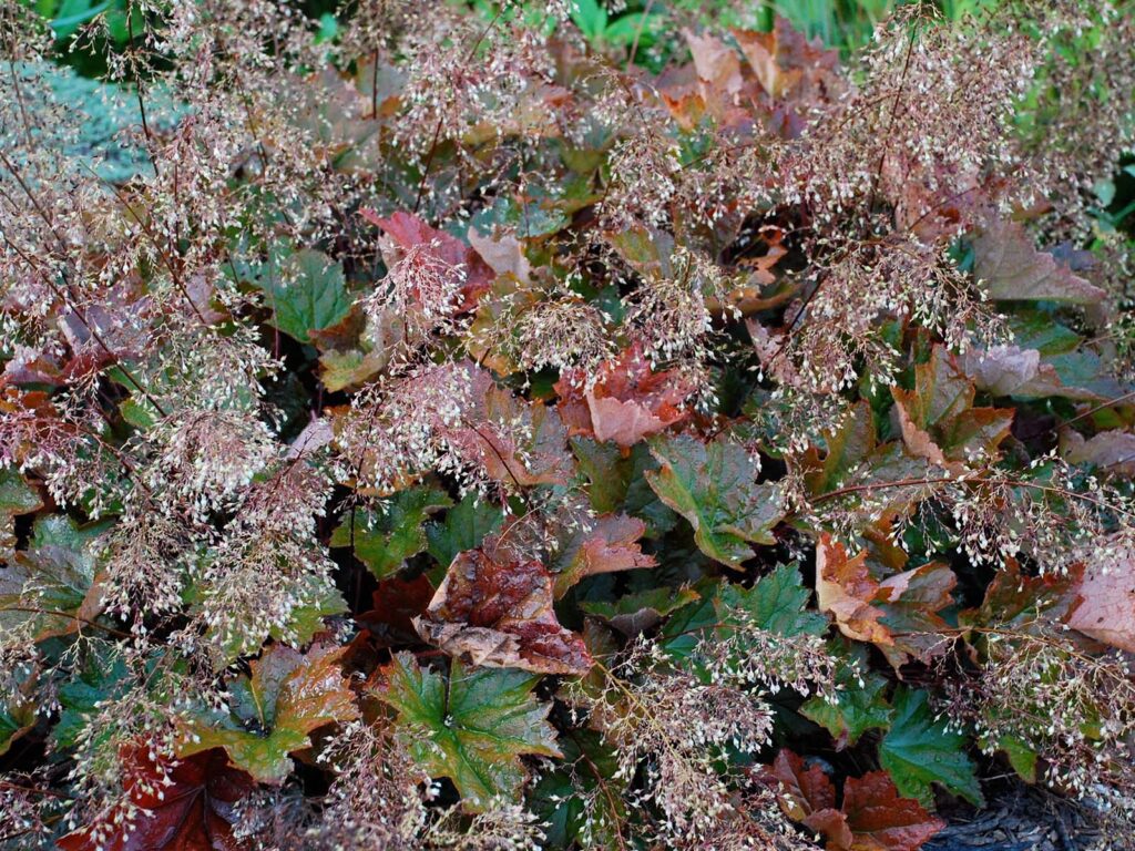 Heuchera Palace Purple