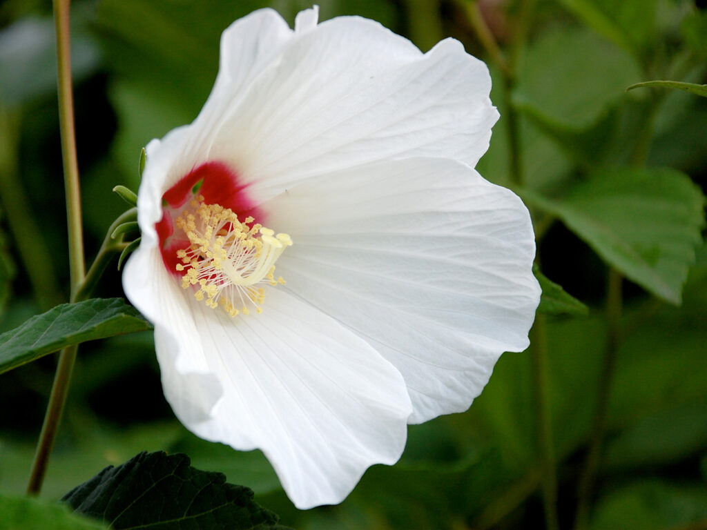 Hibiscus moscheutos flower