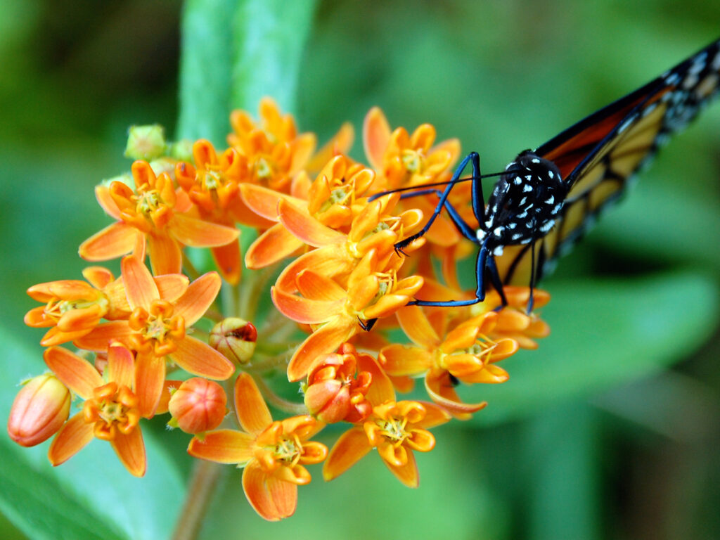 Monarch nectaring on a tuberosa milkweed