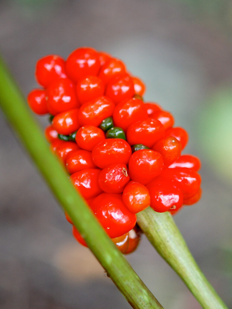 Jack-in-the-pulpit berries